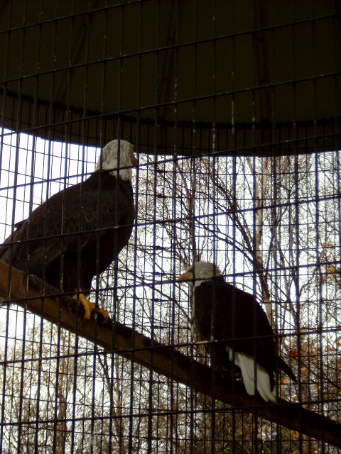 Bald Eagle