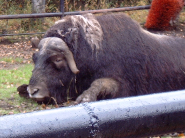 Alaska Zoo